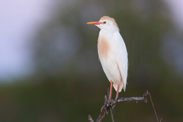 Cattle Egret, Bubulcus ibis, perched, La Pampa Province, Patagonia, Argentina