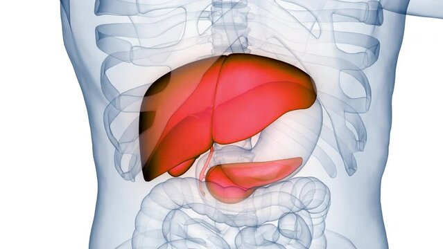 Human Internal Digestive Organ Liver with Pancreas and Gallbladder Anatomy Animation Concept