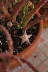 Stapelia flor