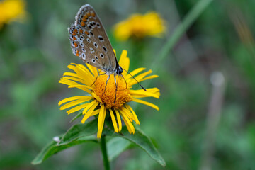 Papillon sur Fleur