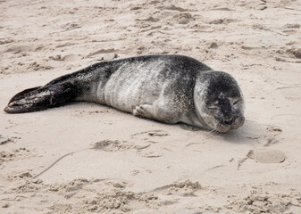 Fototapeta premium Seal on the sand on the shore of the North sea.