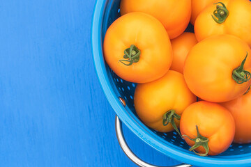 Carolina gold tomatoes in a blue colander on a blue background