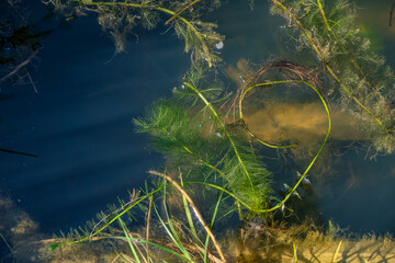 Myriophyllum spicatum in wildlife.
Submergent aquatic plants. Freshwater algae background. Ecosystem concept. Blur under water.
