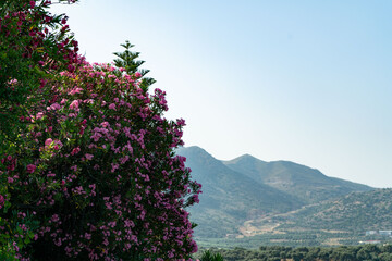 tree in the mountains