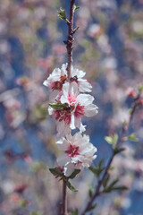 Blooming cherry tree branch in garden