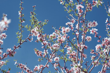 Blooming almond tree in park