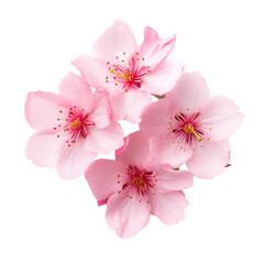 Fototapeta na wymiar pink sakura flowers isolated on white