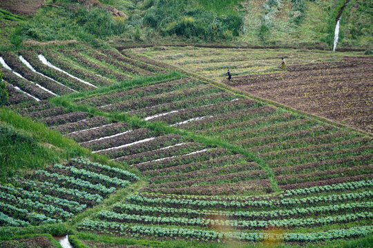 Cultures en parcelles dans le sud de l'Ouganda, r&eacute;gion de Kisoro