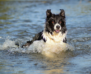 Pies rasy Border Colli pływający w wodzie - obrazy, fototapety, plakaty