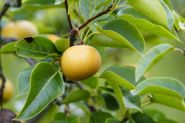 Nashi pear (Pyrus pyrifolia) Rosaceae family. China