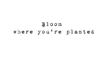 Digital png illustration of bloom where you are planted text on transparent background