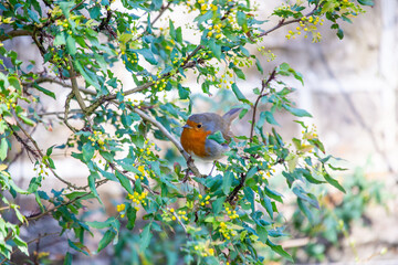 Robin Red Breast (Erithacus rubecula) in Dublin, Ireland