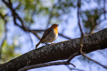 Robin Red Breast (Erithacus rubecula) in Dublin, Ireland