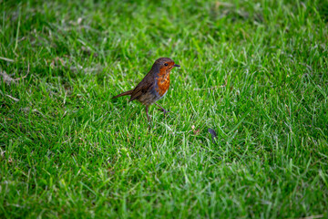 Robin Red Breast (Erithacus rubecula) in Dublin, Ireland