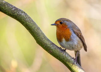 Robin Red Breast (Erithacus rubecula) in Dublin, Ireland