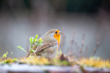 Robin Red Breast (Erithacus rubecula) in Dublin, Ireland