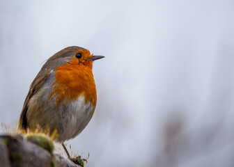 Robin Red Breast (Erithacus rubecula) in Dublin, Ireland