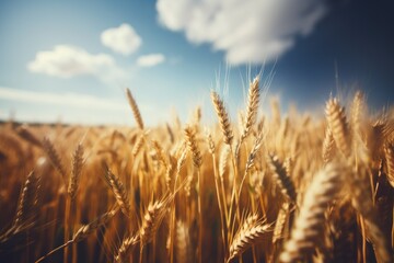 background nature of wheat at sunset in the field Generative Ai