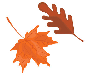 Fototapeta premium leaf 