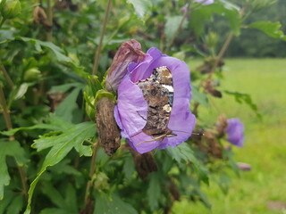 
Vanessa atalanta, the red admiral or red admirable, is a well-known colorful butterfly, found in...