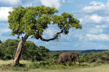 Naklejka premium Elephant bull walking in the Kruger National Park in South Africa