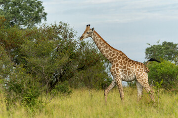 Giraffes walking around and searching for food in the Kruger National Park in South Africa
