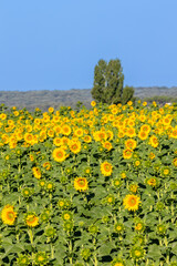 field of sunflowers for the manufacture of sunflower oil in Salamanca, Spain