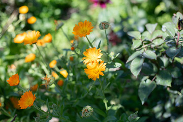 Calendula Officinal. Officinal Plant. Yellow flowers in sunlight