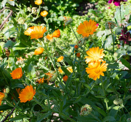 Calendula Officinal. Officinal Plant. Yellow flowers in sunlight