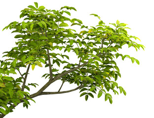 Isolated rainforest greenery tree branches leaves on transparent backgrounds 3d illustrations png © Krit