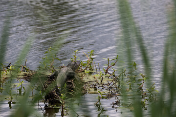 DDB_BabyGatorHoumaShortcut