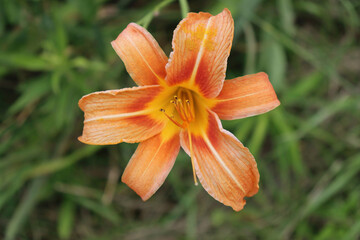 Wild orange lily flower.