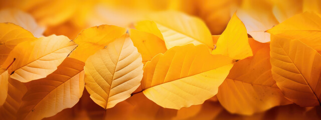 Autumn background with leaves on a sunny day