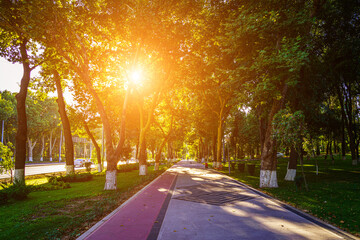 City park in summer or spring with pavement, green lawn and trees on a sunset or sunrise in...