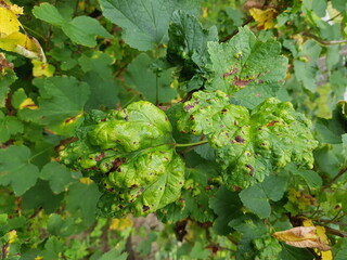 The currant bladder aphid, scientific name Cryptomyzus ribis, is a species of aphid in the tube aphid family (Aphididae). Here is an infested currant bush.