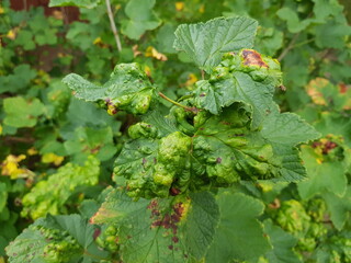 The currant bladder aphid, scientific name Cryptomyzus ribis, is a species of aphid in the tube aphid family (Aphididae). Here is an infested currant bush.