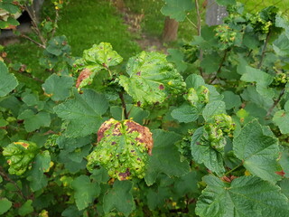 The currant bladder aphid, scientific name Cryptomyzus ribis, is a species of aphid in the tube aphid family (Aphididae). Here is an infested currant bush.