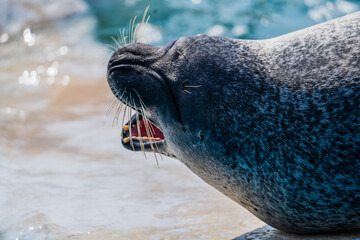 アザラシのあくび © ITA