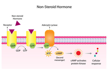 Nonsteroid hormones mechanism of action. The hormone is the first messenger, binds to the receptor and activating a second messenger inside the cell resulting in cellular response. Vector illustration