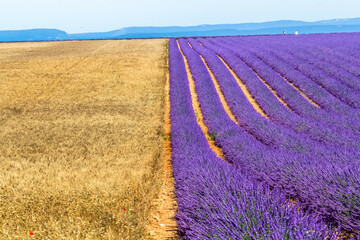 Champs de blé et de lavande , Valensole, France 