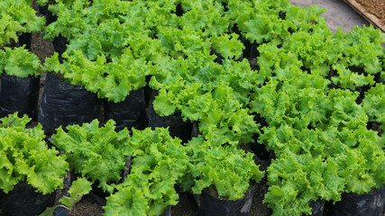 Fresh bokor lettuce (Lactuca sativa var. capitata) planted in a polybag