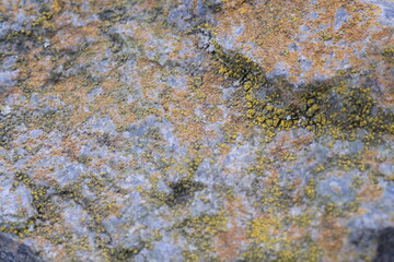 lichen on stone. Young moss has grown on a stone