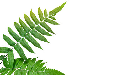 Green leaves fern tropical rainforest isolated on transparent background. PNG transparency - obrazy, fototapety, plakaty