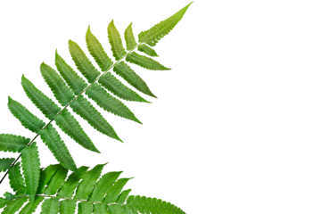 Green leaves fern tropical rainforest isolated on transparent background. PNG transparency