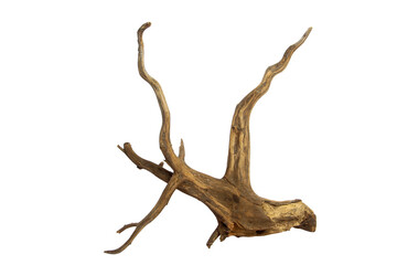 Horn tree root driftwood isolated on transparent background. PNG transparency - obrazy, fototapety, plakaty
