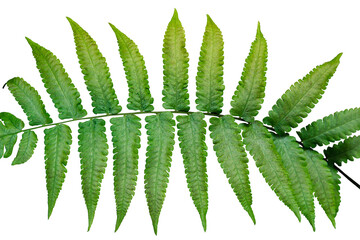 Closeup of green fern leaf isolated on transparent background. PNG transparency