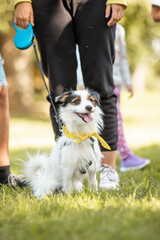 Cute dog at an event with people