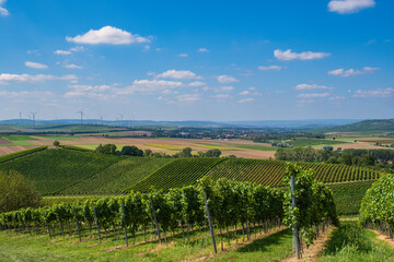 Fototapeta na wymiar Hike through the vineyards near Wörrstadt/Germany on a sunny day