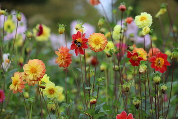 Yellow, pink and red dahlias flowers in garden, closeup.