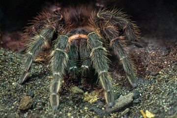Brazilian Salmon Pink Bird-eating Tarantula (Lasiodora parahybana)